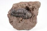 Crotalocephalina Trilobite With Prepared Microfossils #210220-3